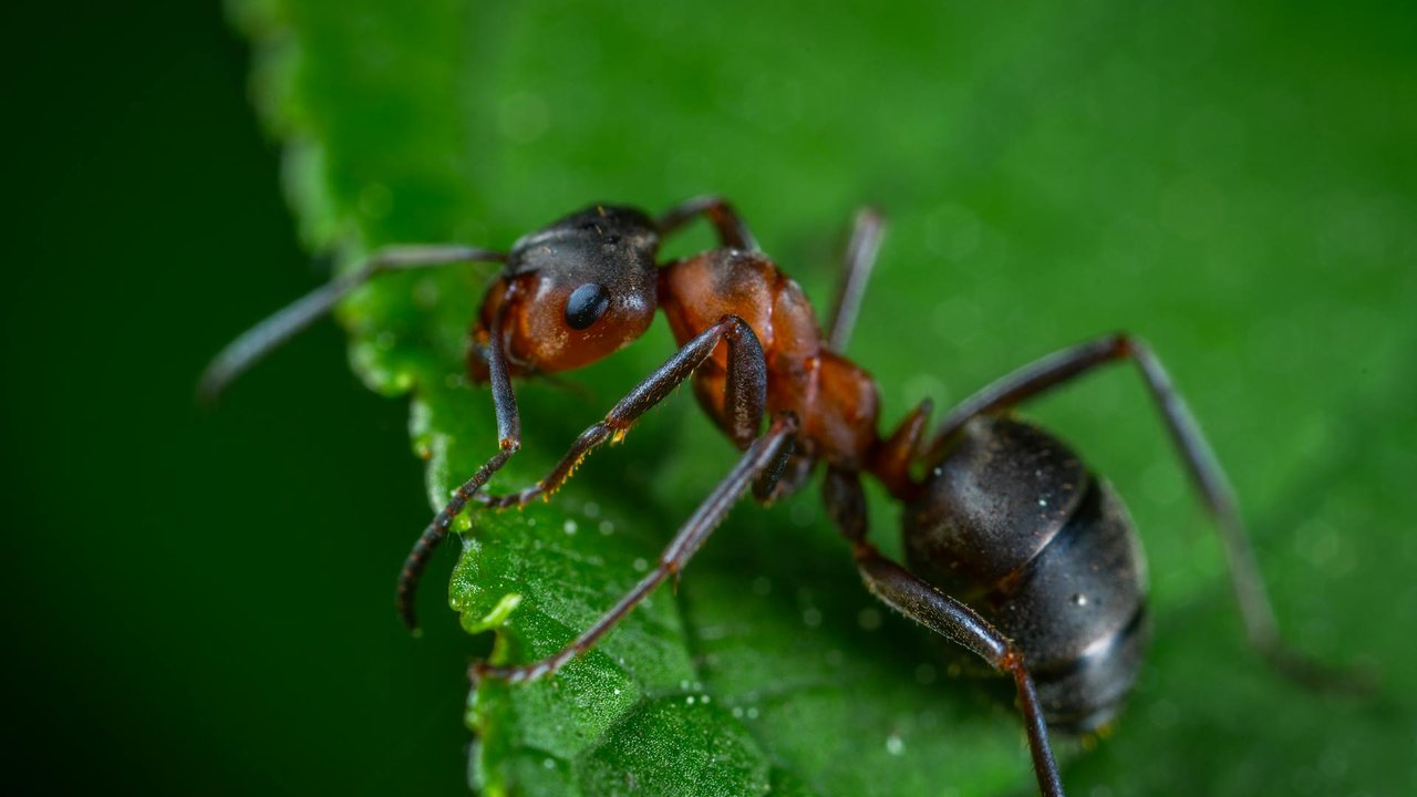 Ameisen haben sechs Beine, alle anderen Insekten auch. Mehr erfährst du hier.