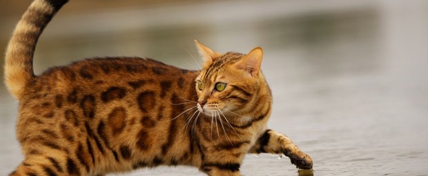 Diese Katzen planschen mit ihren Pfoten gerne im Wasser