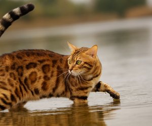 Diese Katzen sind verrückt danach, im Wasser zu planschen