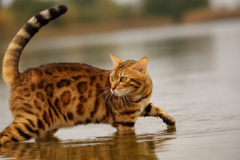 Katzenrassen, die Wasser lieben