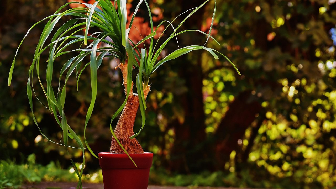 Der Elefantenfuß wirkt aufgrund seiner langen Blätter auf Katzen verlockend.