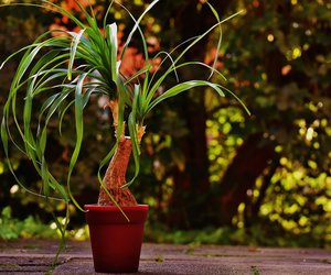 Vorsicht Katzenfreunde: Ist der Elefantenfuß giftig für Katzen? 