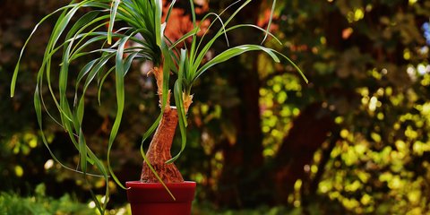 purple picture plant Gynura aurantiaca main image 0