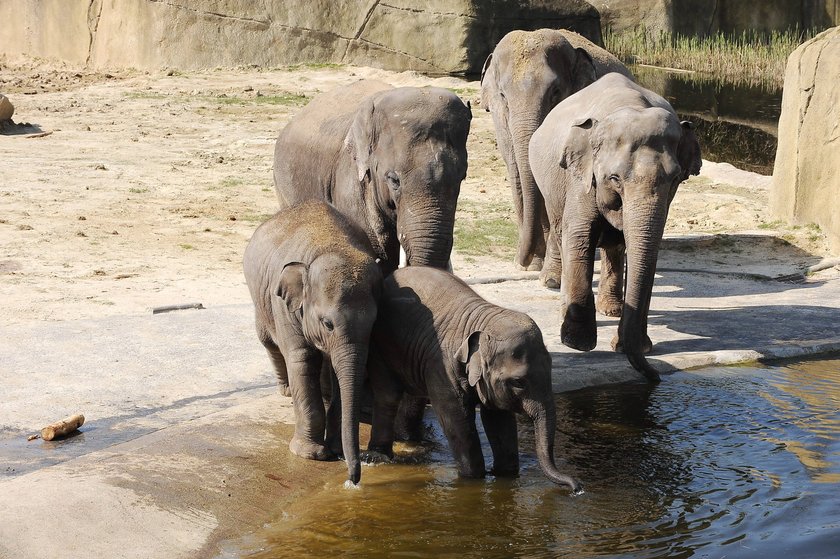 Kölner Zoo