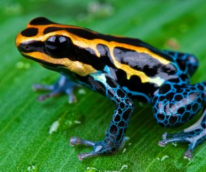 Amazonas‑Gefahren: Diese Tiere sind besonders gefährlich