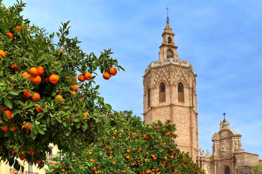 Orangen in Valencia