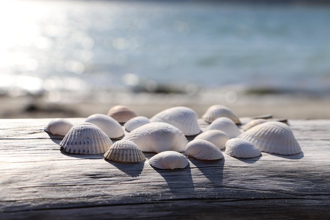 Muscheln am Meer