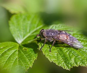 Können Bremsen stechen? Die Wahrheit über die lästigen Insekten