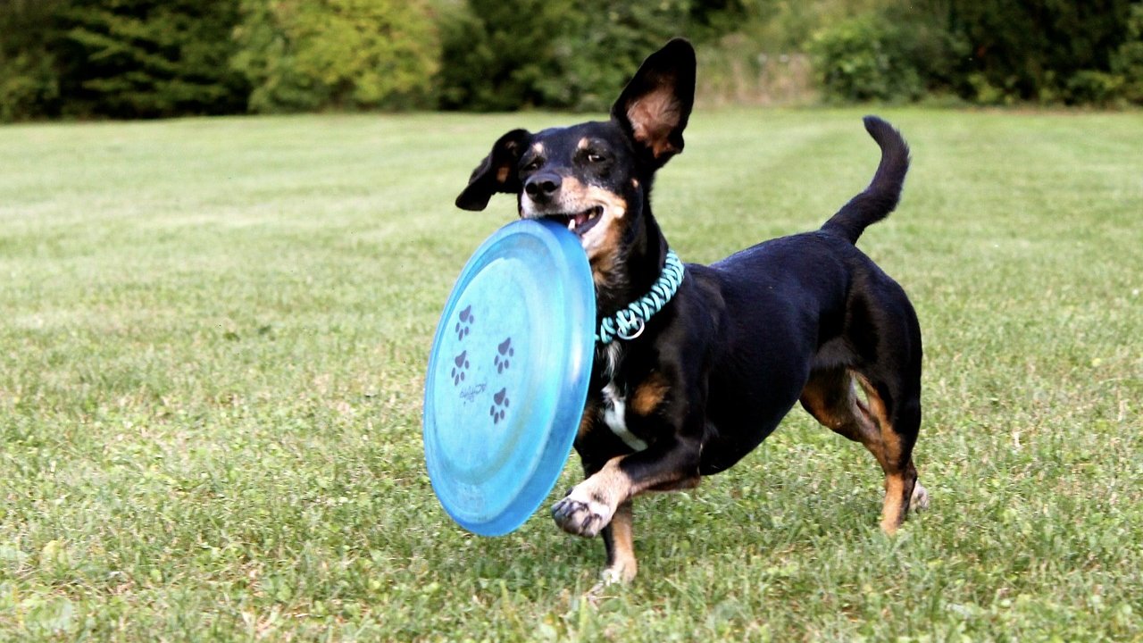 Dackel mit Frisbee
