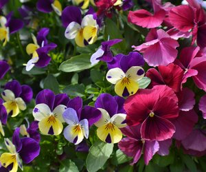 Wie lange blühen Hornveilchen? Die erstaunliche Wahrheit