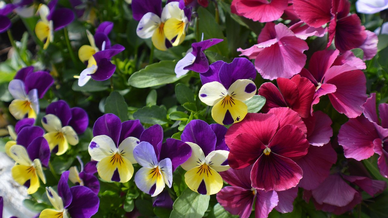 Hornveilchen sind pflegeleichte Gartenpflanzen.