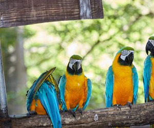 Lustige Papageien-Videos, die jeden zum Lachen bringen