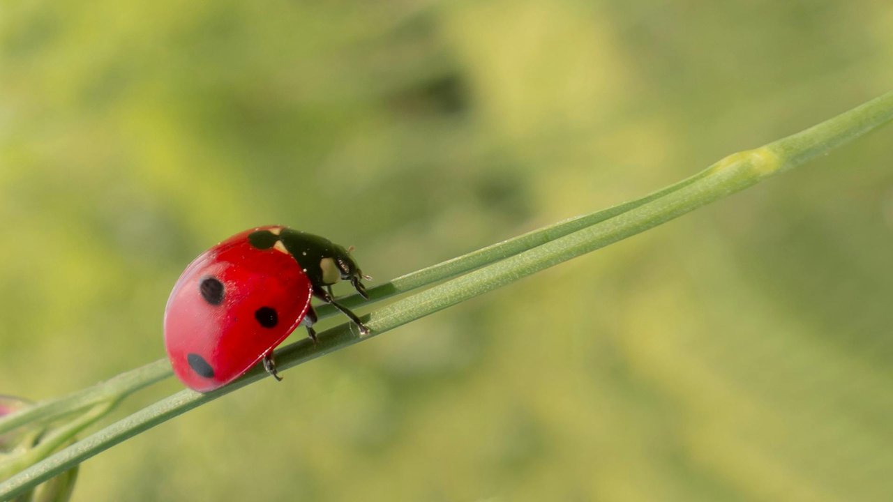 So stellt man sich einen typischen Marienkäfer vor: rote Deckflügel mit schwarzen Punkten.