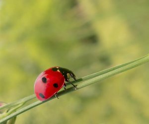 Gibt es Marienkäfer-Arten, die giftig sind? Spannende Fakten