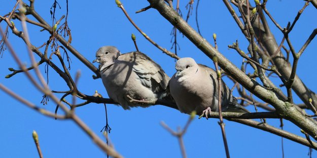 Wie schlafen Tauben? Kindgerecht erklärt