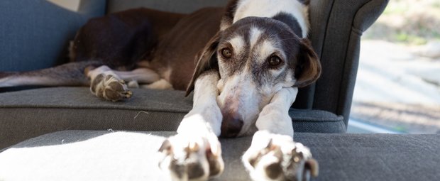 Stolz und anspruchsvoll: Diese Hunde machen es euch nicht leicht