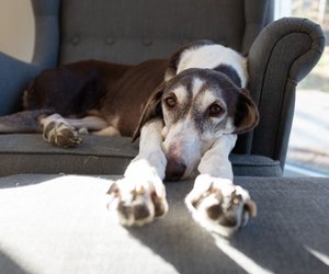 Richtig viel Charakter: Diese Hunde gehen mit Stolz durchs Leben