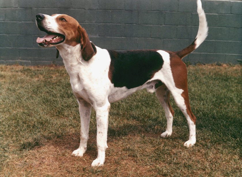 English Foxhound