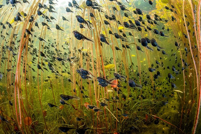 Western toad (Anaxyrus boreas) tadpoles among lily pads in a lake on Vancouver Island, British Columbia, Canada. 