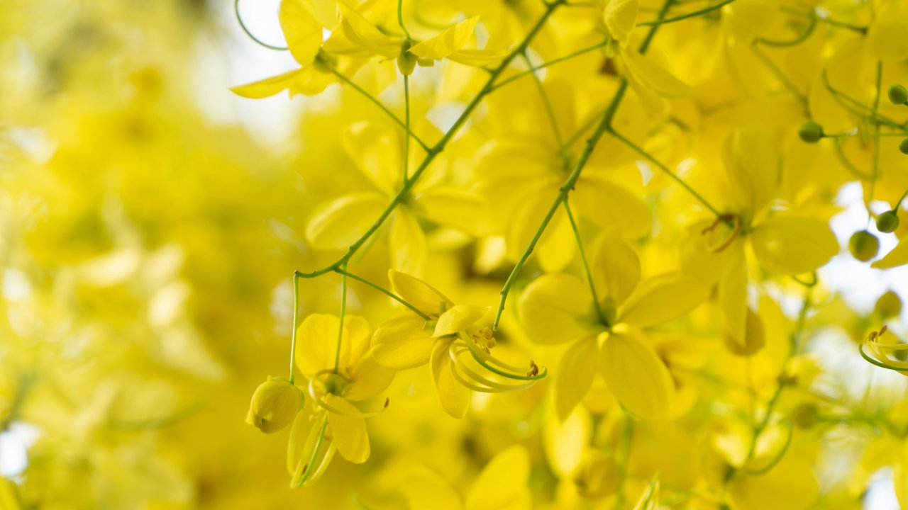 Seinen Namen verdankt der Goldregen seinen goldgelben Blüten.