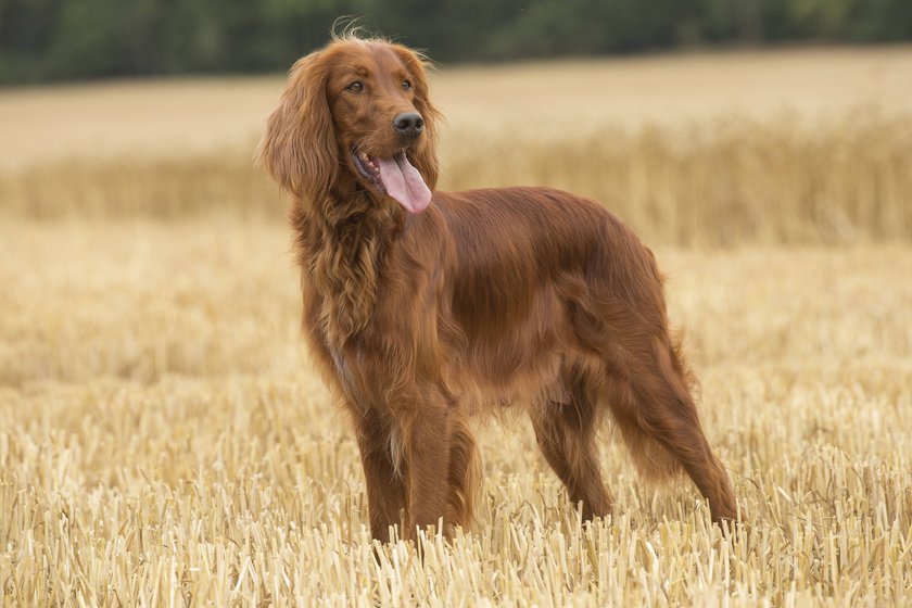  Irish / Red Setter dog outdoors