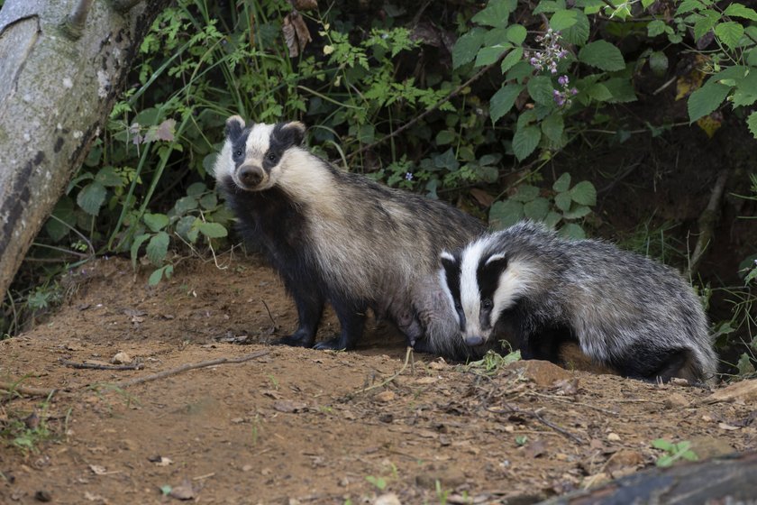 Zwei Dachse an ihrem Bau