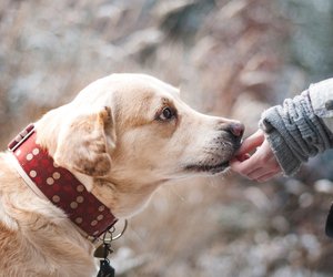 Achtung! Warum Knoblauch für deinen Hund gefährlich ist