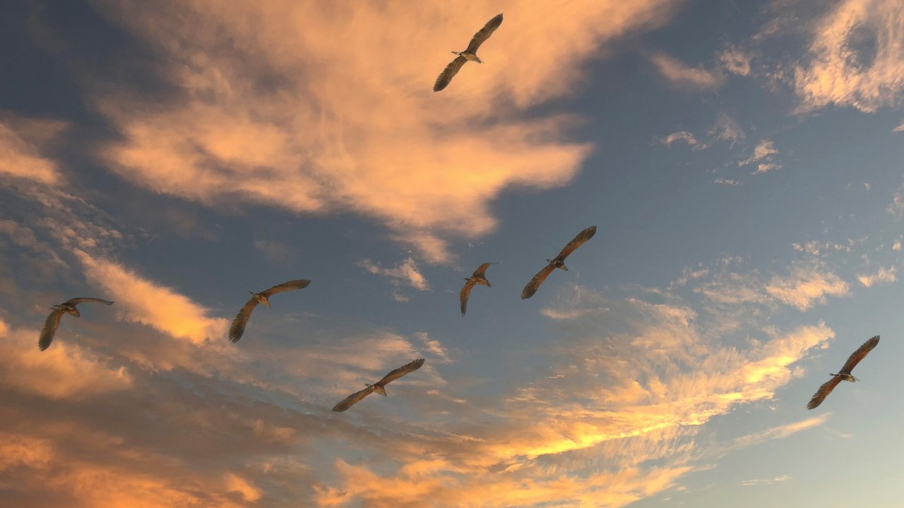 Zugvögel legen auf ihrer Reise viele Kilometer zurück.