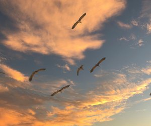 Wie hoch fliegen Vögel? Wissen für Kinder