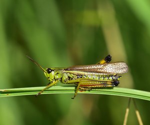 Heuschrecke oder Grashüpfer: Kennst du den Unterschied?