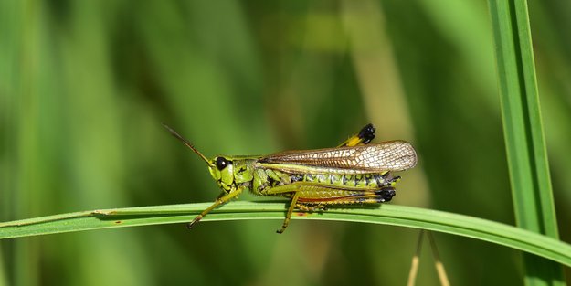 Heuschrecke oder Grashüpfer: Kennst du den Unterschied?