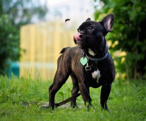 Insektenstich bei Hund und Katze: Bei diesen Anzeichen musst du direkt reagieren!
