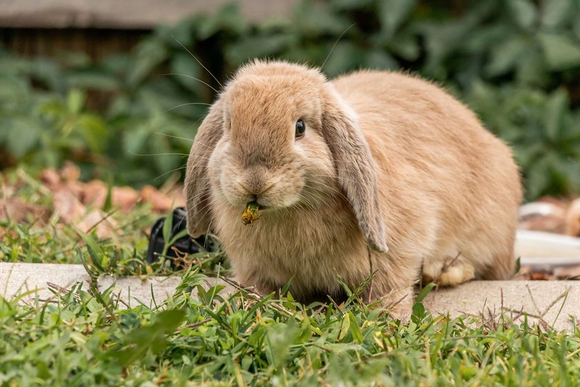 Trächtigkeit bei Tieren: Kaninchen