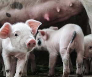 Was fressen Schweine? Die Mischung macht's