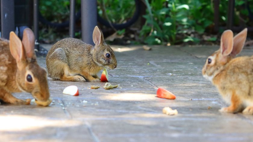 Äpfel enthalten viele Vitamine, die Kaninchen zugute kommen.