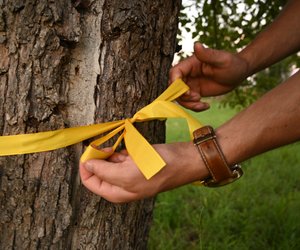 Das dürft ihr tun, wenn ihr jetzt im Herbst ein gelbes Band um einen Baum entdecken