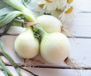 Zwiebeln und Schwangerschaft: Welche Wirkung haben sie?