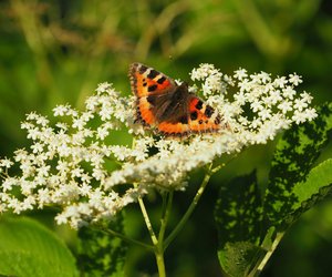 Wann blüht der Holunder und was kann man mit den Blüten machen?