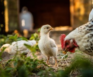 Dürfen Hühner Rucola essen? So gut vertragen sie das Kraut