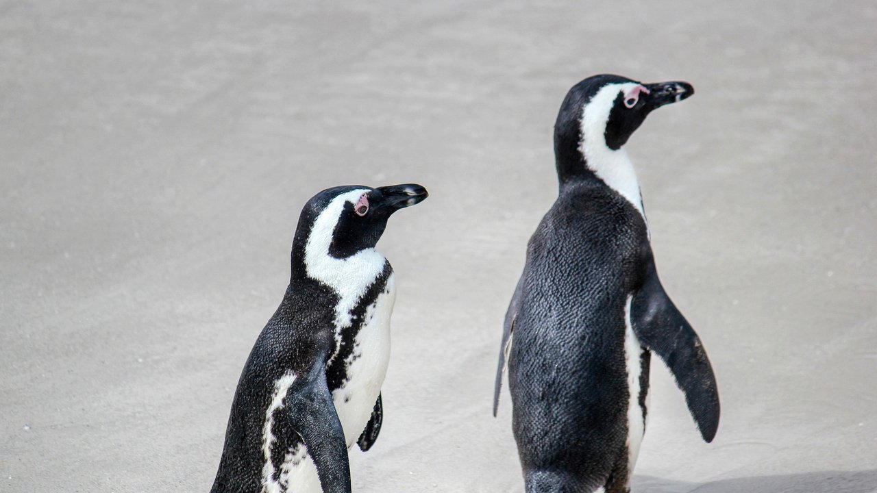 Pinguine können nicht fliegen.