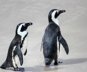 Wie alt werden Pinguine? Das solltest du wissen!