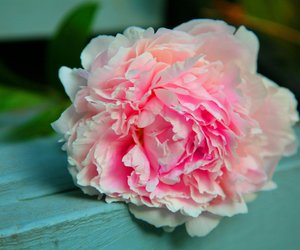 Wann blühen Pfingstrosen?