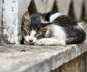 Das bedeutet es, wenn sich Katzen eine bestimmte Schlafposition aussuchen