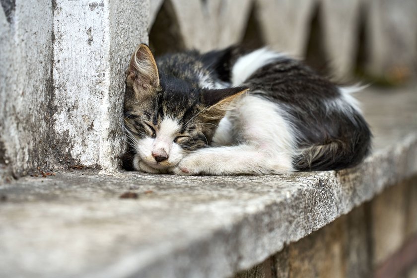 Katzen und ihre Schlafposition