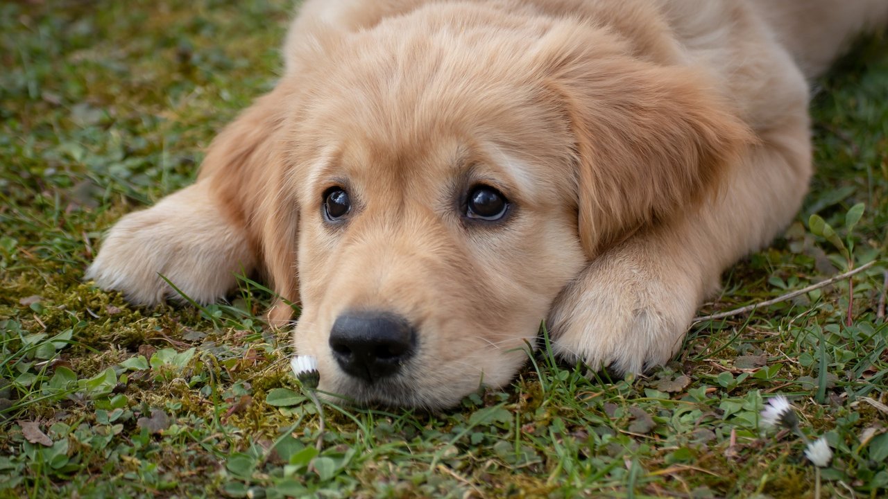 Wenn Hunde etwas naschen möchten, ist der Blick schnell treuherzig. 