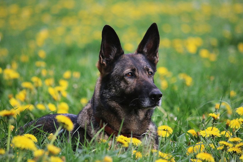 Ein Belgischer Schäferhund liegt wachsam in einer Blumenwiese