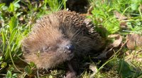 Darf man Igel füttern, wenn sie aus dem Winterschlaf erwachen?