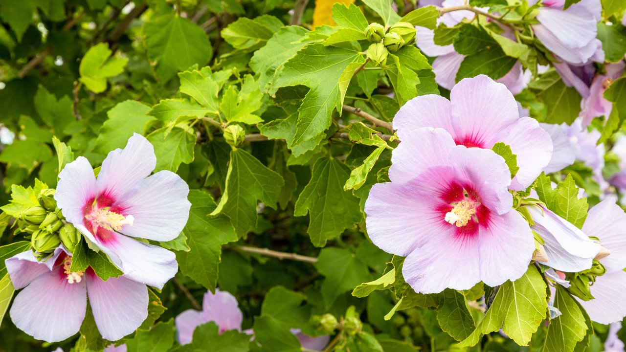 Der Hibiskus ist eine wunderschöne Pflanze, auch in heimischen Gärten.