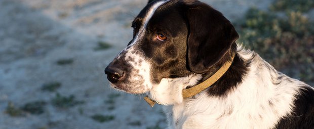 Diese Hunde haben Schwierigkeiten, jemanden zu vertrauen