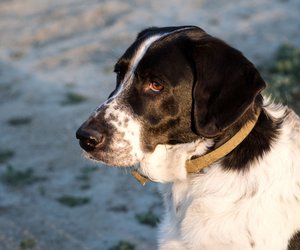 Diese Hunde haben Schwierigkeiten, jemanden zu vertrauen